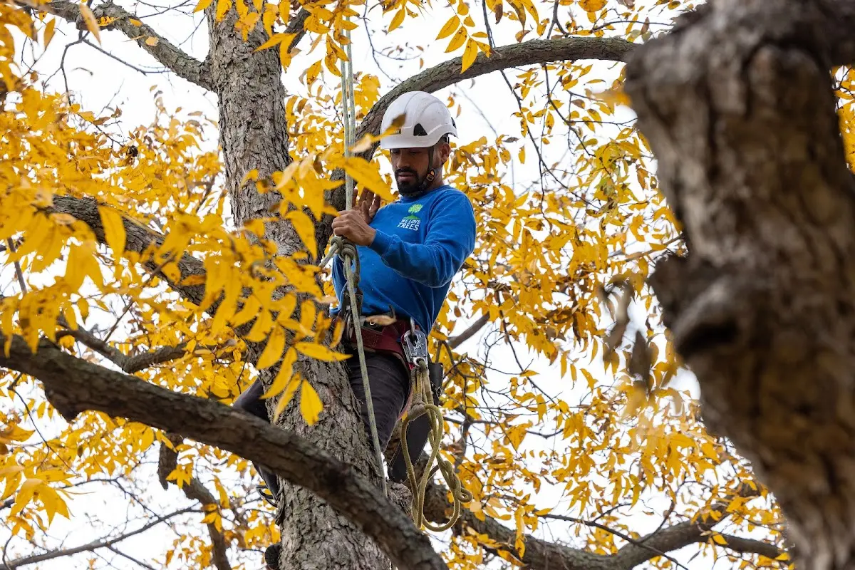 Skilled Storm Damage Cleanup crew working in North Andover